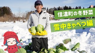 信濃町の冬野菜～雪中きゃべつ編～