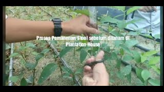 Proses Pembibitan Tanaman Hutan Skala Besar