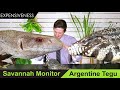 savannah monitor vs argentine tegu head to head