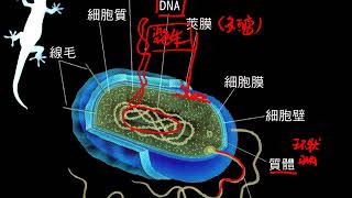 10602高一基礎生物1 2 18原核細胞與真核細胞的簡介一誠