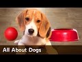 All About Dogs