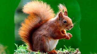 Funny Squirrel warms his paws 🦊 Wildlife