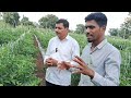 मिरची लागवड आणि खत व्यवस्थापन sct वैदिक मिर्ची प्लॉट@mrsmartbaliraja agriculture viral