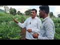 मिरची लागवड आणि खत व्यवस्थापन sct वैदिक मिर्ची प्लॉट@mrsmartbaliraja agriculture viral