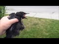 baby crow plastic bag rescue calgary