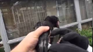 Baby Crow Plastic Bag Rescue - Calgary