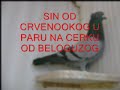 golubovi jokso berane crvenooki i bijela plastika.wmv