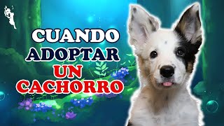 La MEJOR edad para adoptar a un 🐶