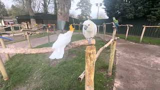 Beautiful parrots in uk ! Welcome to uk parrot park ! Birdland in uk ! Macaw parrots !