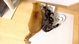 怒る主、怒られる子猫、気にせず食べ続ける猫。