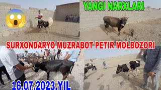 MUZRABOT PETIR MOLBOZORI KATTA XO'KIZLAR KICHIK XO'KIZLAR NARXLARI 16.07.2023.YIL