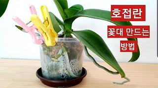 호접란 베란다에서 꽃대 만드는 방법, 빨래집게로 막아주기 .To make phalaenopsis spike with clothespin.