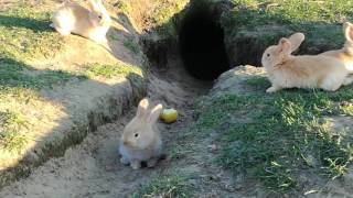 Króliczki wolności(Bunnies of freedom)(兔子自由)(バニー自由)(Hasen Freiheit)(conejitos libertad