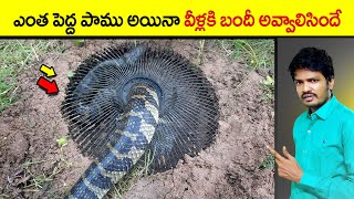 🔵 snake trap technology | top 10 interesting facts in telugu | telugu facts | virinchi facts telugu