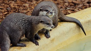 Happy World Otter Day from Longleat!