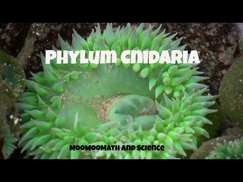 What is the main characteristic that distinguishes the Cnidaria phylum?