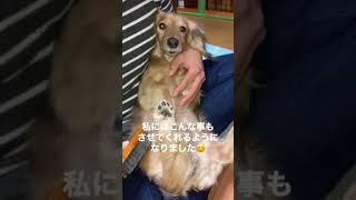 繁殖引退犬　うちの子になって3〜4ヶ月の頃のモアナちゃんの様子‥‥