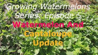 Growing Watermelons Series: Watermelons And Cantaloupe Update, Episode 5