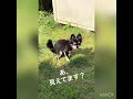 うんちを頑張るシニアのチワワ