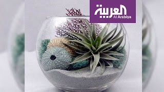 صباح العربية: اصنع نباتات بيتك بنفسك