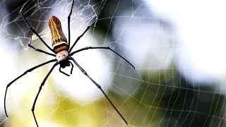 Golden Silk Orb Weaver | Largest Spider | Short Documentary