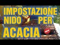 Apicoltura CD: Come Impostare i nidi per il raccolto di acacia