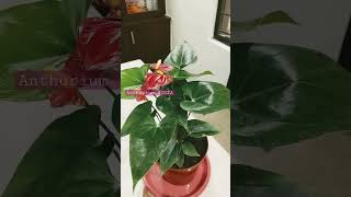 anthurium #natural plant#IKEA#400 rs