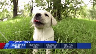 How To Avoid Getting Scammed Buying A Pet Scam Watch