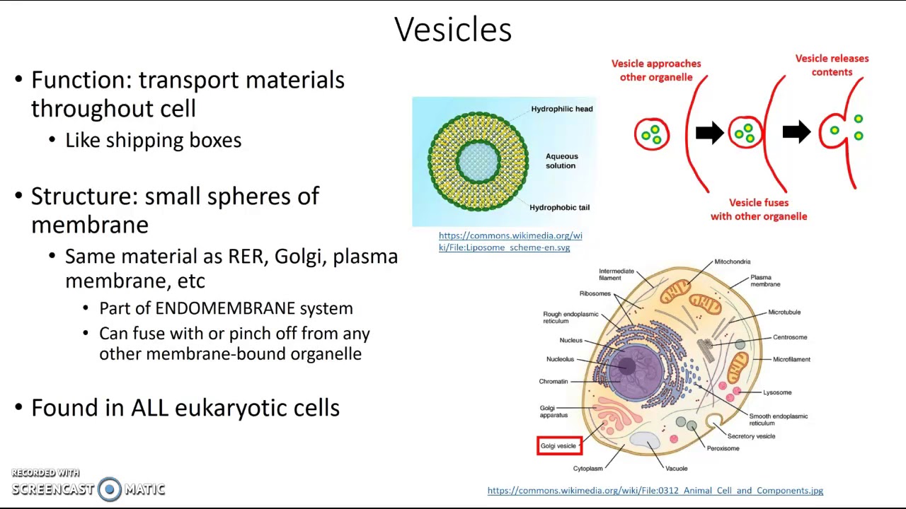 Vesicle Diagram