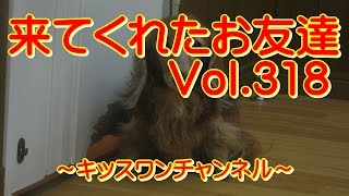 来てくれたお友達　Vol.318【ヨークシャーテリア 成犬】0689