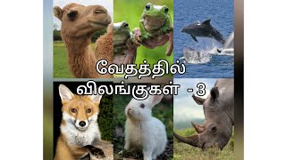 வேதத்தில் விலங்குகள் - 3 | Animals in the Bible🐪🦏🐇🐳🐸🦊