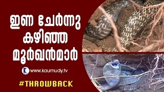 ferocious female cobras rest after mating | Throwback | Snake Master