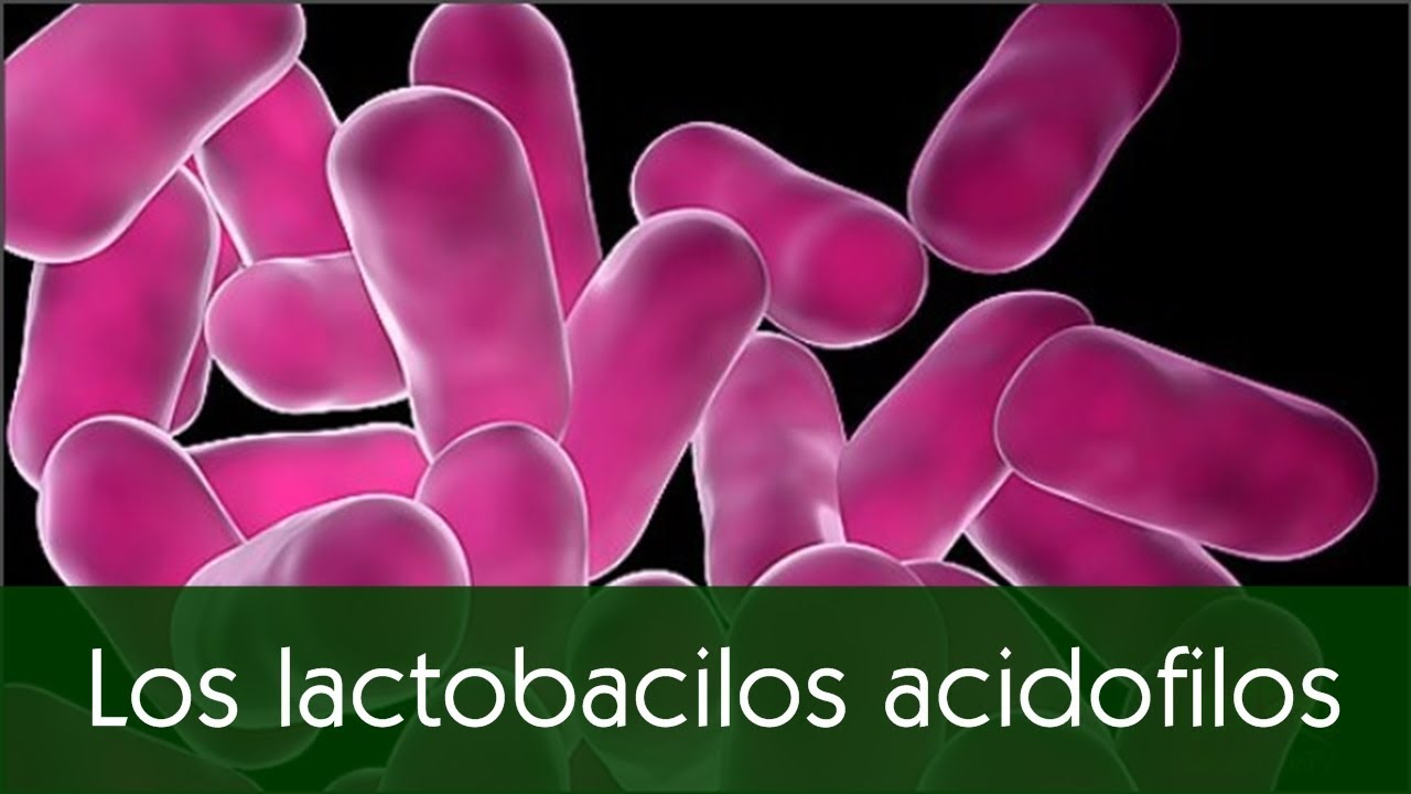 Los Lactobacilos Acidofilos Y Sus Beneficios En Nuestro Cuerpo - YouTube