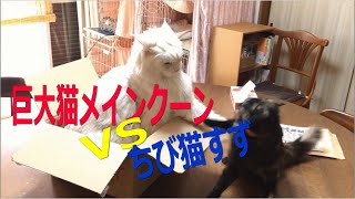 [ メインクーン] 巨大猫メインクーンと保護猫のバトルに目が離せない！