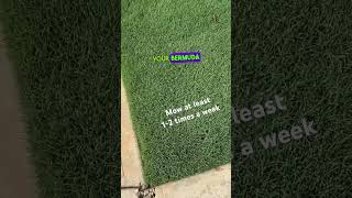 How to get a Thick Bermuda Grass Lawn