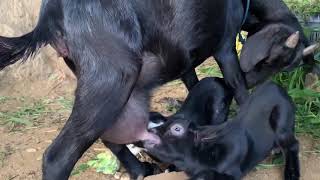 baby goat eating milk From mama goat