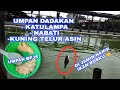 UMPAN BPJS!!! UMPAN IKAN MAS  DADAKAN, NABATI, KATULAMPA, KUNING TELUR ASIN