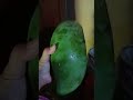 Mangga terbesar didunia #shortvideo #mangga #anehdanunik