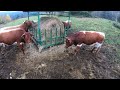 farmers pov feeding hay to cattle Štore 404