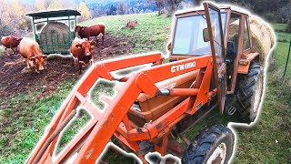 Farmers POV - Feeding Hay To Cattle | Štore 404