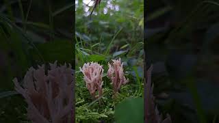 #coralfungi #coral #mushroom #fungus #fungi #wildmushrooms #mushroomhunting #nature #moss #outdoors