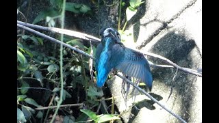 カワセミの毛繕い (4K) / Kingfisher grooming (4K)