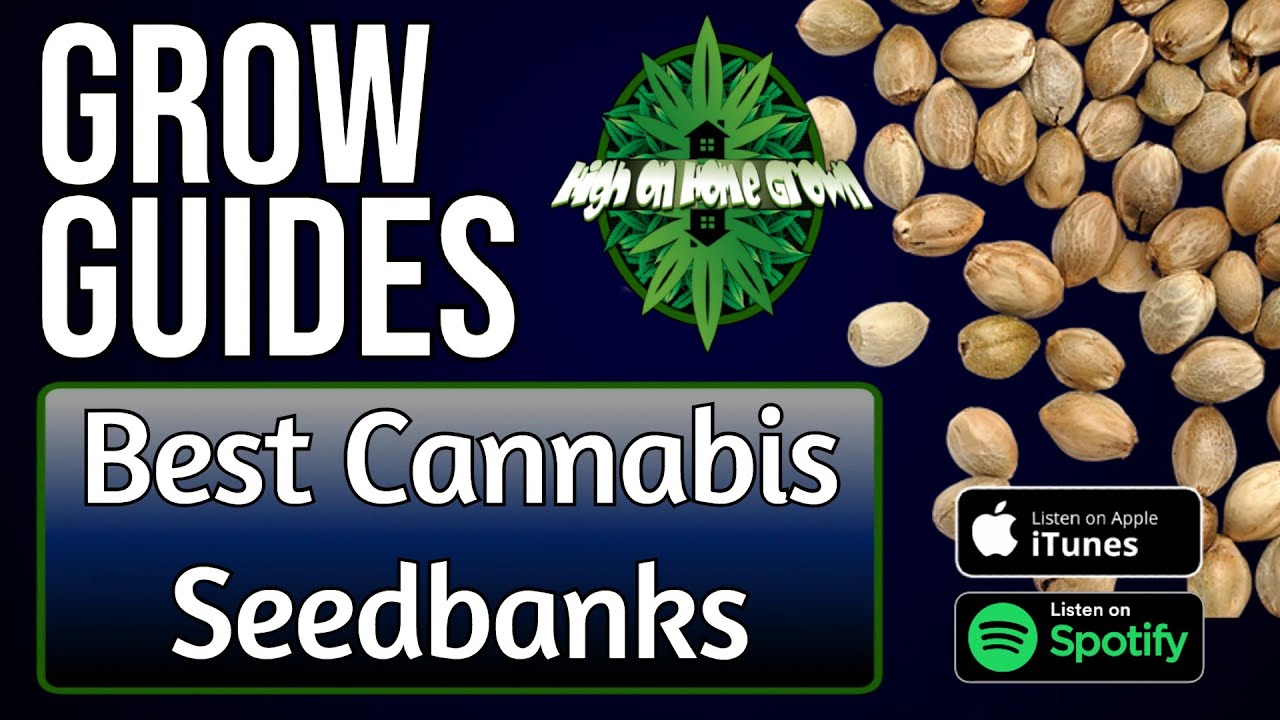 Best Cannabis Seedbanks | Grow Guides Episode 5 - YouTube