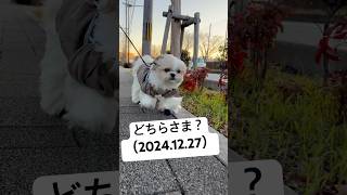 【シーズー】朝の散歩で別犬になりすぎた！（2024.12.27） #シーズー #shihtzu #shorts