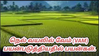 நெல் வயலில் வேம் (VAM) பயன்படுத்தியதில் பயன்கள்.