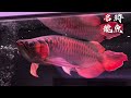 還在擔心龍魚不吃飼料 ？ 飼養對發色固色的效果？ 名將龍魚 樂魚愉人水族 水族館 龍魚 血紅龍 過背金龍 大型魚