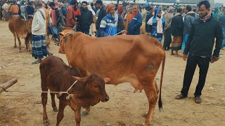 @আজ ১২ ডিসেম্বর ২৪ | বাচ্চাসহ শাহিওয়াল গাভী গরুর দাম | রানীগঞ্জ হাট | দিনাজপুর