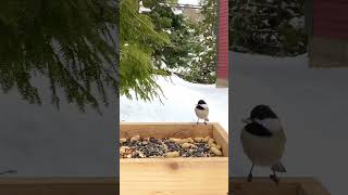 Adorable Black-capped Chickadee visits backyard bird feeder #shorts #birdfeeder #birdcam #chickadee