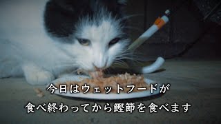 【雨の日の多摩川の猫たち】ご飯をあげに会いに行ってみました