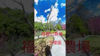 直擊全台最高「粉色秘境」福壽山千櫻園#insta360分#福壽山#千櫻園#櫻花Sakura Garden in Fukushou Mountain is in full bloom